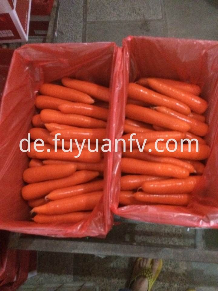 xiamen carrot 